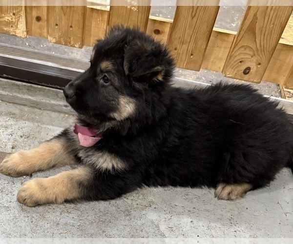Medium Photo #4 German Shepherd Dog Puppy For Sale in BRIGHTON, CO, USA