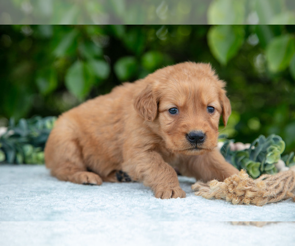 Medium Photo #9 Golden Retriever Puppy For Sale in WOLCOTTVILLE, IN, USA