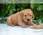 Small Photo #9 Golden Retriever Puppy For Sale in WOLCOTTVILLE, IN, USA