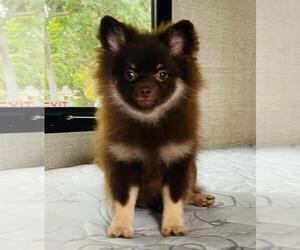 Pomeranian Puppy for Sale in HOLLYWOOD, Florida USA