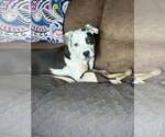 Small #3 Mutt