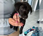Small #2 Gollie