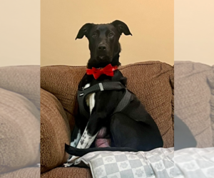 German Shorthaired Lab Dogs for adoption in Brewster, NY, USA