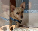 Small Chihuahua Mix