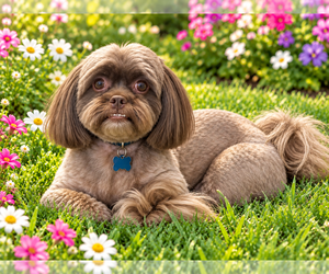 Baby - Female Shih Tzu Dog for Adoption - Photo #3