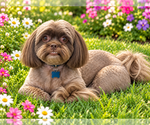 Small Photo #3 Shih Tzu Puppy For Sale in McKinney, TX, USA