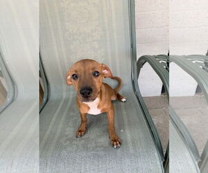 Miniature Pinscher-Unknown Mix Dogs for adoption in Glendale , AZ, USA