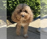Small Poodle (Miniature)