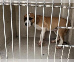 American Pit Bull Terrier-Unknown Mix Dogs for adoption in Oklahoma City, OK, USA