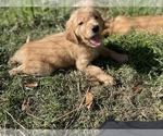 Small Photo #1 Golden Retriever Puppy For Sale in SUMMERVILLE, SC, USA