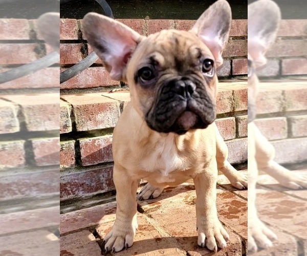 Medium Photo #9 French Bulldog Puppy For Sale in HUDDLESTON, VA, USA
