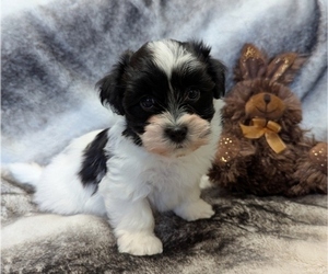 Havanese Puppy for Sale in POST FALLS, Idaho USA