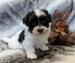Small Havanese