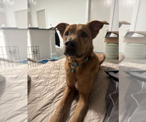 Labrador Retriever-Unknown Mix Dogs for adoption in Springdale, PA, USA