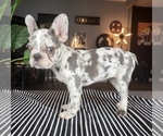 Small Photo #10 French Bulldog Puppy For Sale in FRANKLIN, IN, USA