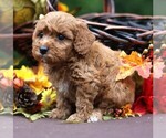 Small #3 Cavapoo