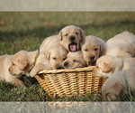 Small Photo #1 Golden Labrador Puppy For Sale in FRONT ROYAL, VA, USA
