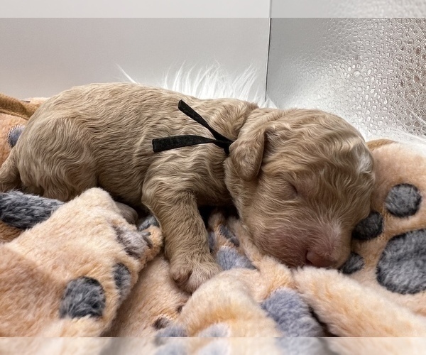 Medium Photo #15 Aussiedoodle-Goldendoodle Mix Puppy For Sale in ETOWAH, TN, USA