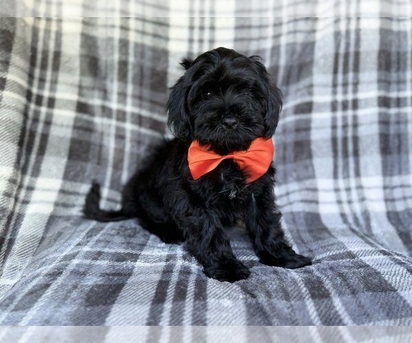 Medium Photo #4 ShihPoo Puppy For Sale in LAKELAND, FL, USA