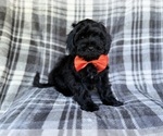 Small #3 ShihPoo