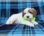 Dexter - Male Cavapoo (Miniature) Puppy for Sale - Photo #4
