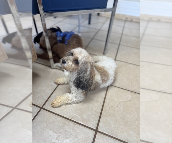 Medium Photo #1 Cavapoo Puppy For Sale in SIX MILE, SC, USA