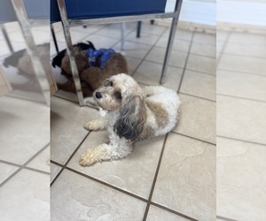 Mother of the Cavapoo puppies born on 05/31/2025