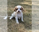 Puppy Barney Cavachon-Cavalier King Charles Spaniel Mix