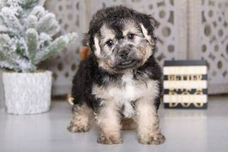 Havachon Puppy for sale in MOUNT VERNON, OH, USA