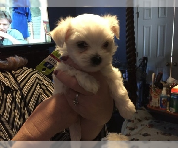 Medium Photo #1 Maltese Puppy For Sale in BRKN ARW, OK, USA