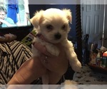 Small Photo #1 Maltese Puppy For Sale in BRKN ARW, OK, USA