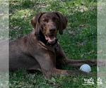 Small #10 German Shorthaired Pointer Mix
