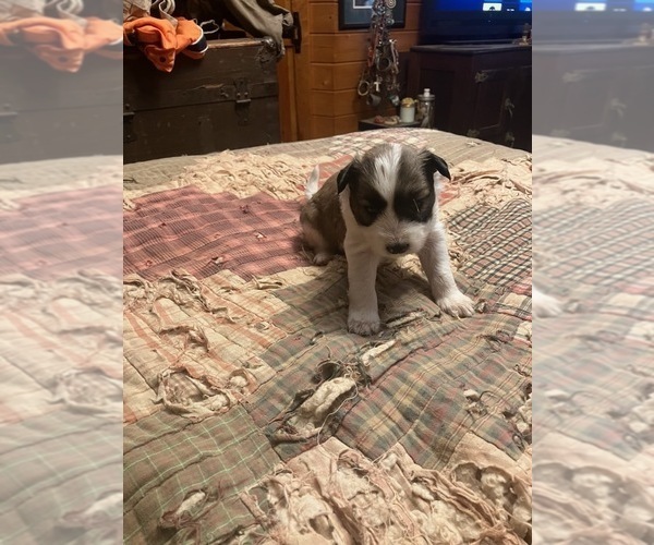 Medium Photo #13 Maltipoo-Schnauzer (Miniature) Mix Puppy For Sale in ROSELAND, VA, USA