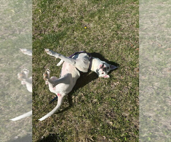 Medium Photo #3 American Staffordshire Terrier-Unknown Mix Puppy For Sale in Wenonah, NJ, USA