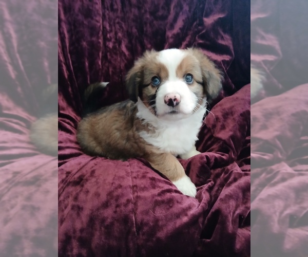 Medium Photo #3 Dorgi-Pembroke Welsh Corgi Mix Puppy For Sale in CARLYLE, IL, USA
