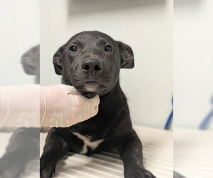 Mutt Dogs for adoption in Bakersfield, CA, USA