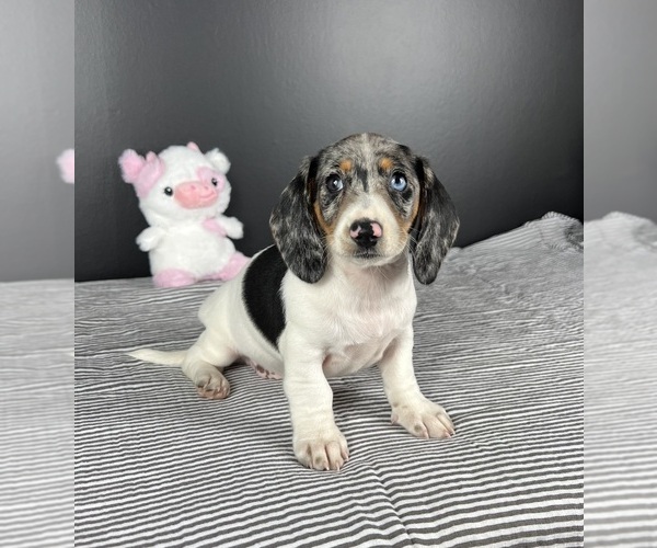 Medium Photo #2 Dachshund Puppy For Sale in INDIANAPOLIS, IN, USA