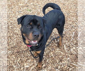 Rottweiler Dogs for adoption in Waterford, VA, USA