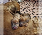 Small Photo #5 Dachshund Puppy For Sale in LADY LAKE, FL, USA