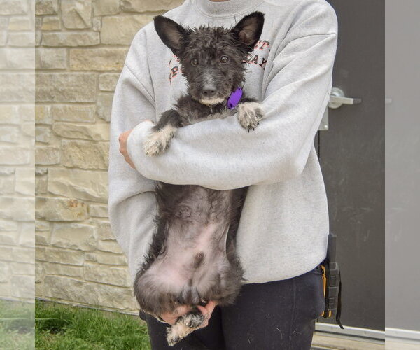 Medium Photo #4 Mutt Puppy For Sale in Huntley, IL, USA