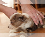Small Photo #8 Australian Shepherd Puppy For Sale in SPENCER, TN, USA
