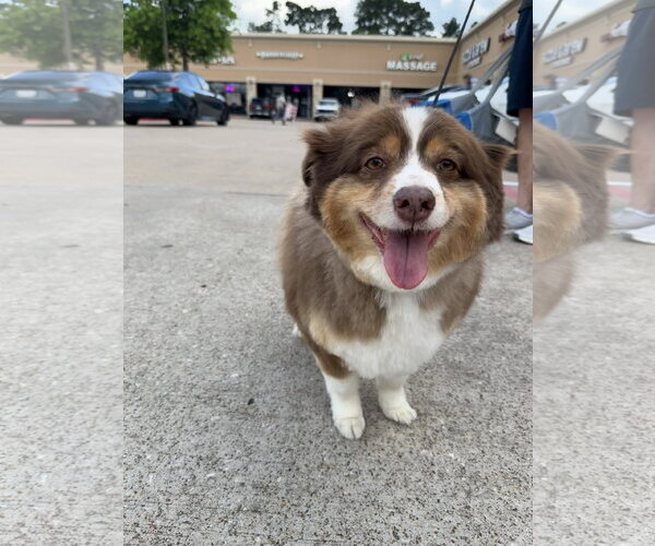 Medium Photo #4 Mutt Puppy For Sale in The Woodlands, TX, USA