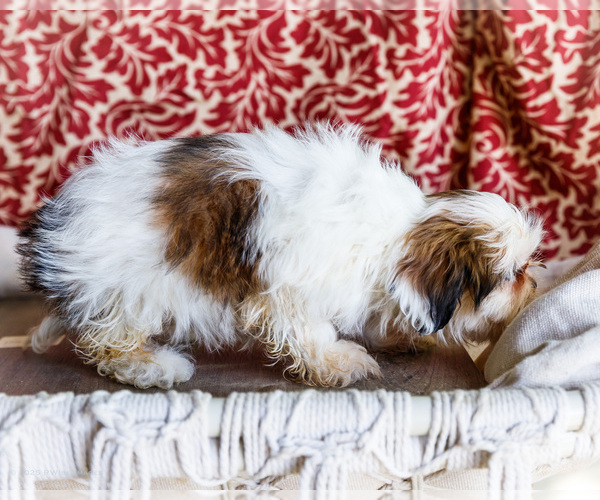 Medium Photo #9 Shih Tzu Puppy For Sale in WAKARUSA, IN, USA