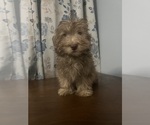 Small #19 Havanese