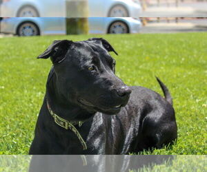 Labrador Retriever Dogs for adoption in Petaluma, CA, USA