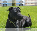 Small Labrador Retriever