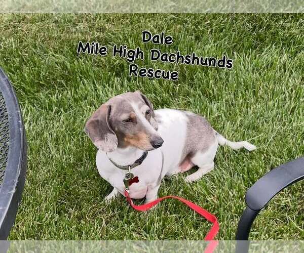 Medium Photo #2 Dachshund Puppy For Sale in Greenwood Village, CO, USA