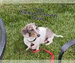 Small #1 Dachshund