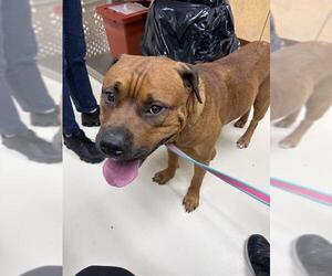 Mastiff-Unknown Mix Dogs for adoption in Center Township, PA, USA