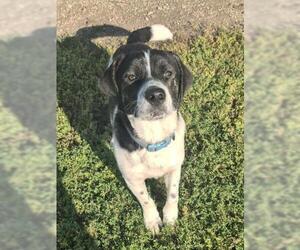Mutt Dogs for adoption in Decatur, IL, USA